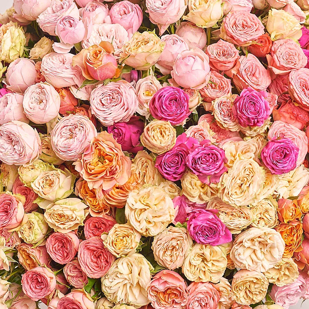 101 пионовидная кустовая роза