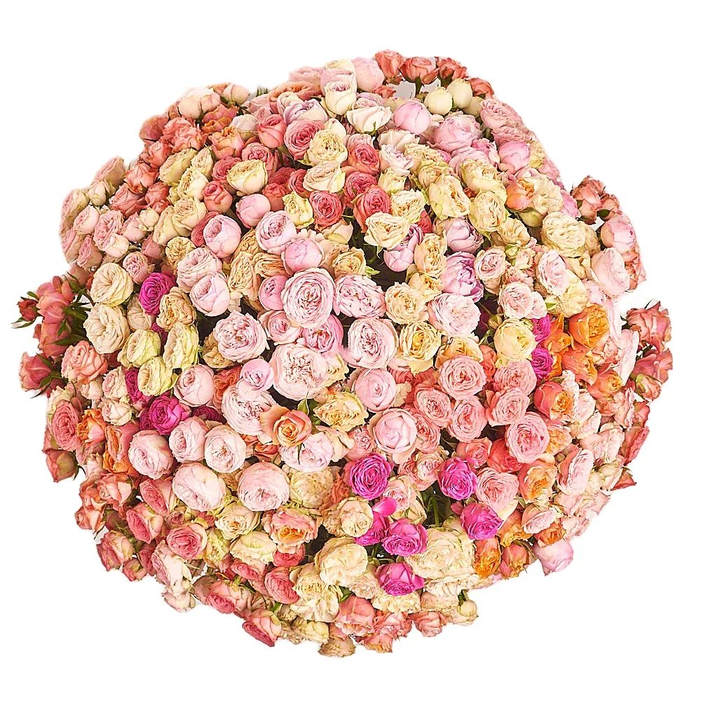 101 пионовидная кустовая роза